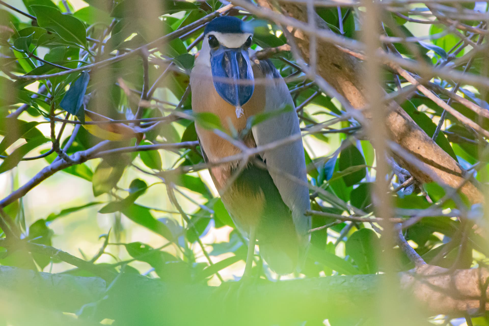 a boat-billed heron with several mangrove branches obstructing it