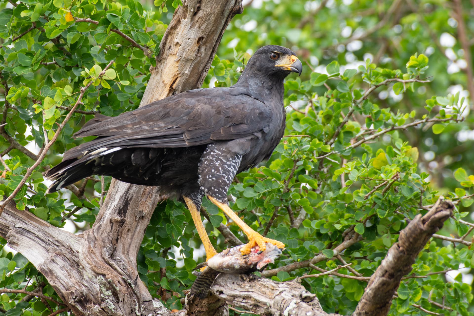 a Great Black Hawk with a tilapia in its talons perched on a branch