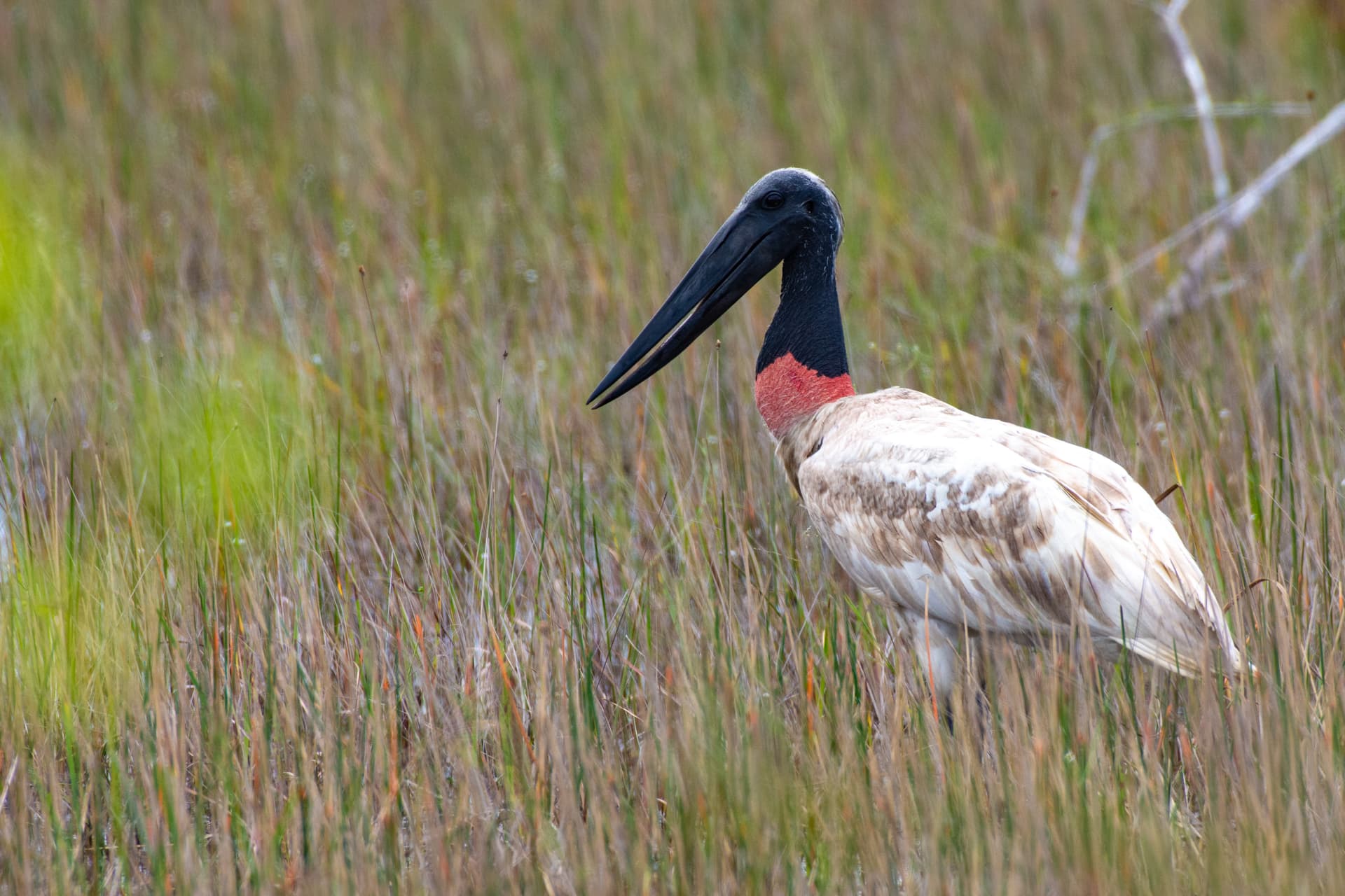 a Jabiru standing in a marsh