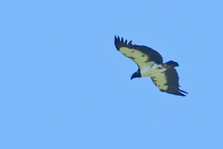 a grainy image of a King Vulture soaring with the sky behind it