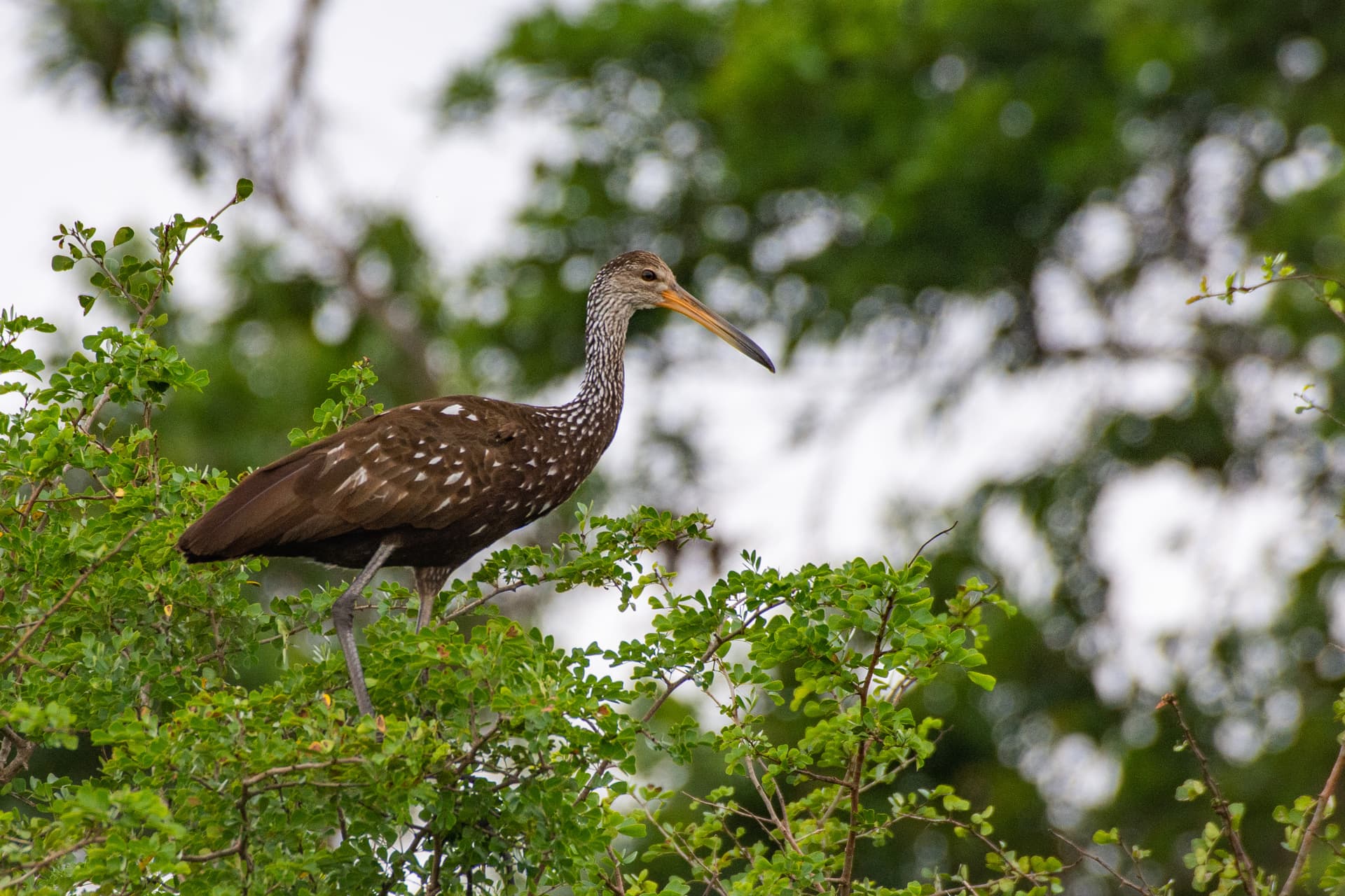 a Limpkin perched on a tree in a mangrove.