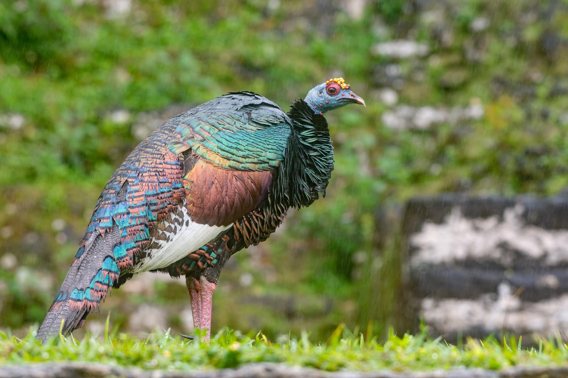 an ocellated turkey standing in front of mayan ruins