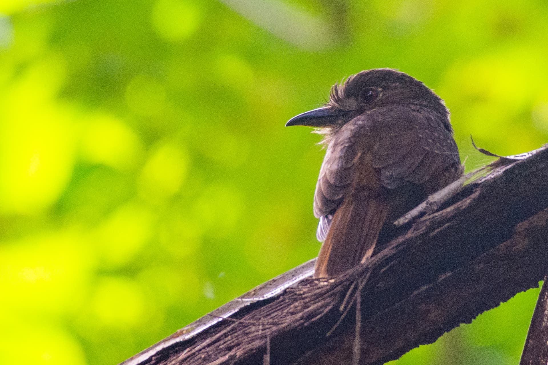 a white-whiskered puffbird perched on a branch facing away from the camera